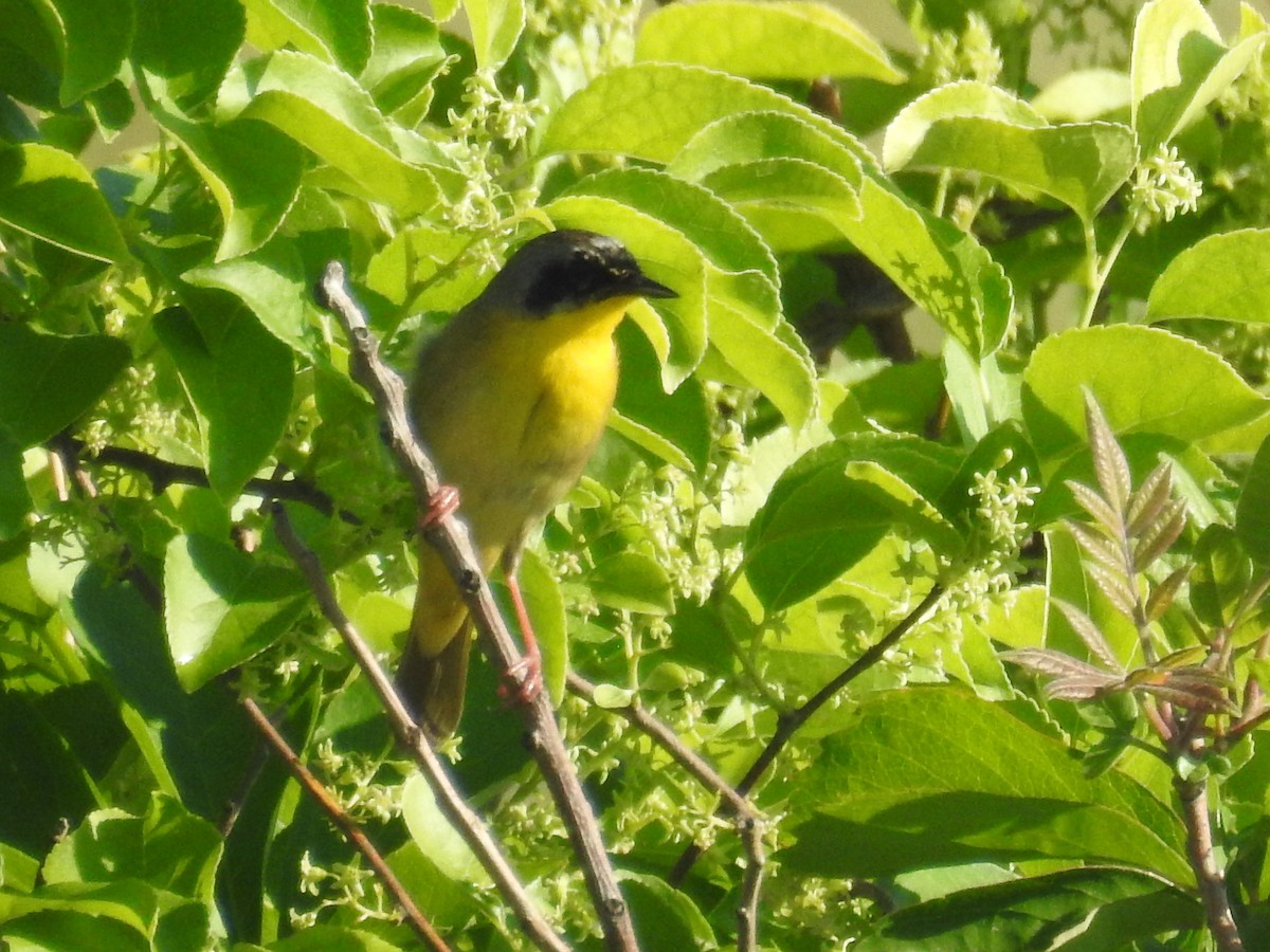 Common Yellowthroat - ML420063551