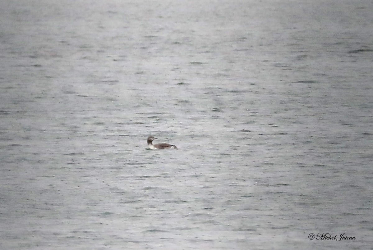 Red-throated Loon - ML420065231