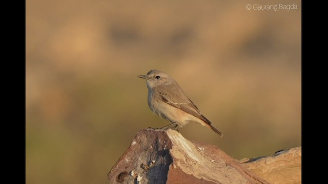 Persian Wheatear - ML420066511