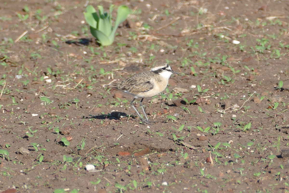 Kittlitz's Plover - ML42007131