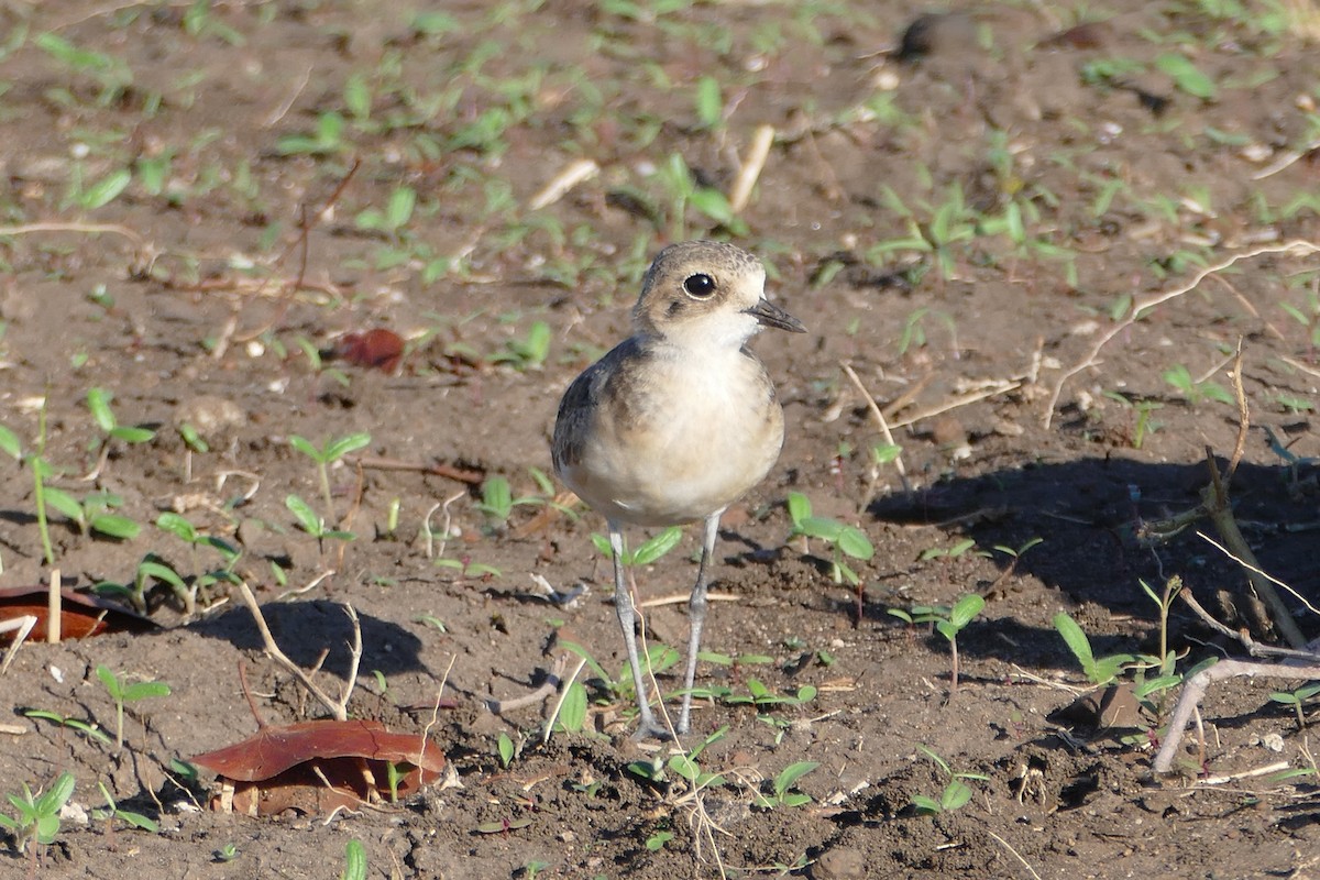 Kittlitz's Plover - ML42007141