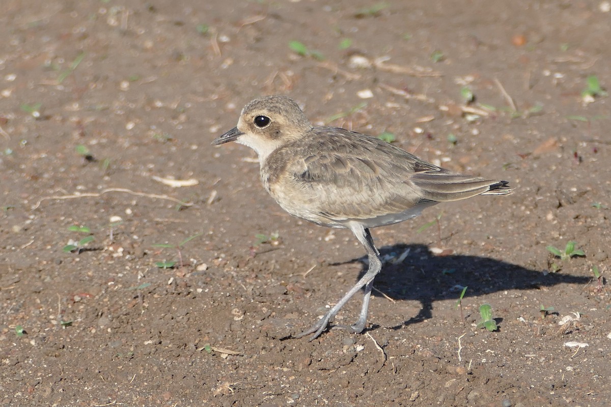 Kittlitz's Plover - ML42007151