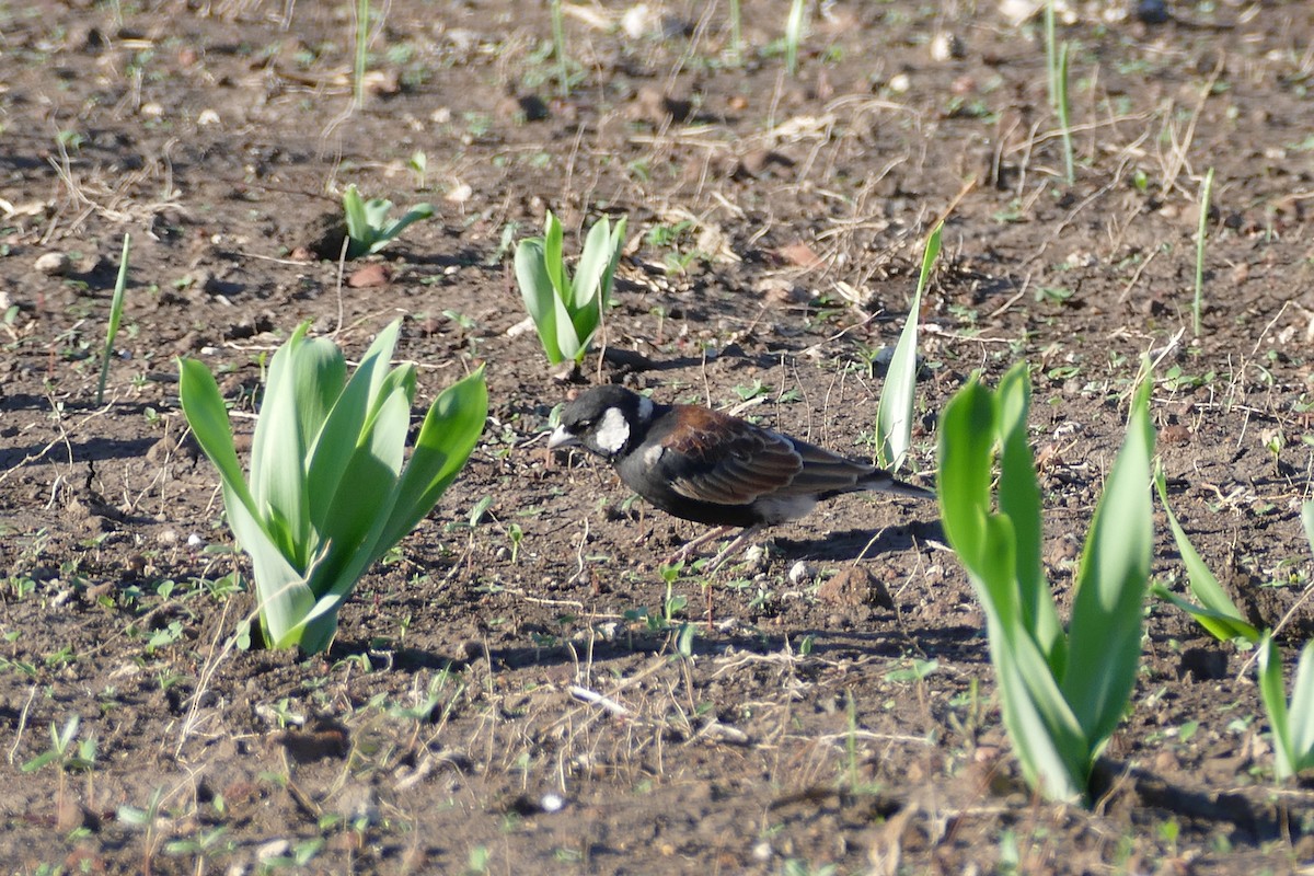 Chestnut-backed Sparrow-Lark - ML42007201