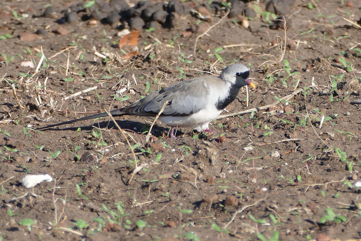 Namaqua Dove - ML42007271