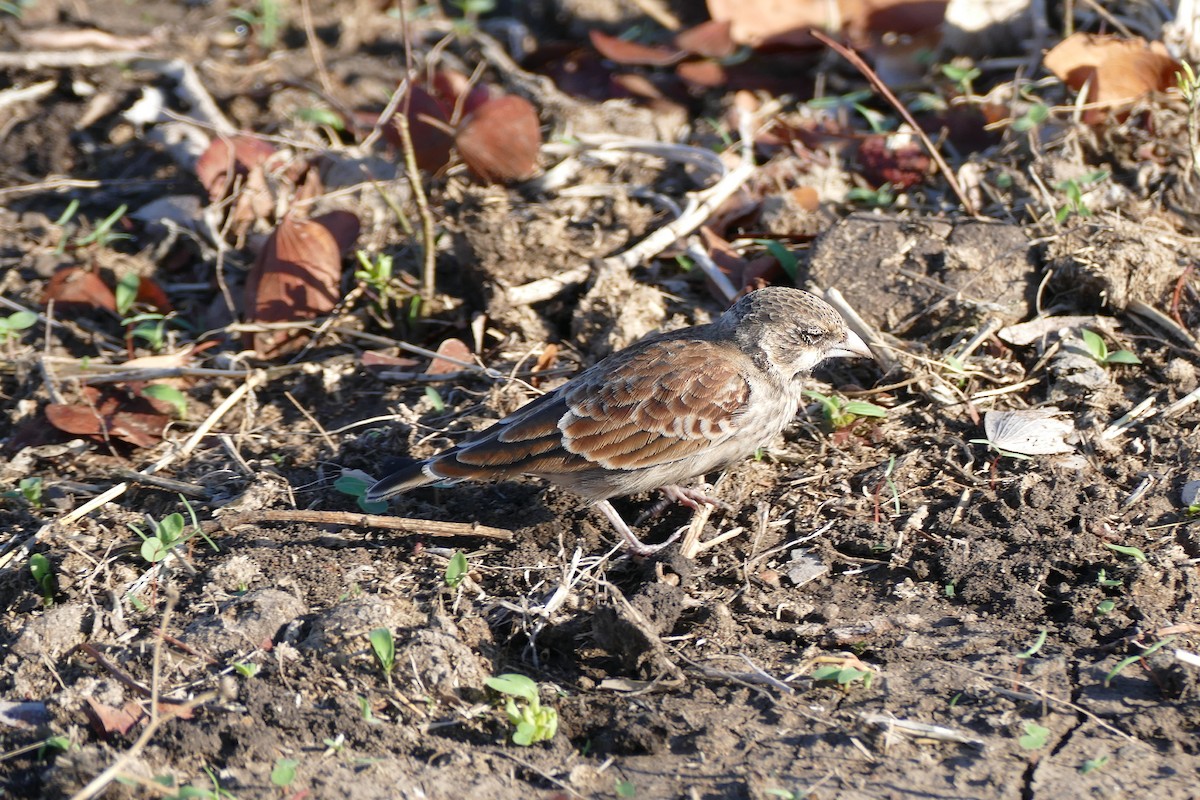 Chestnut-backed Sparrow-Lark - ML42007391