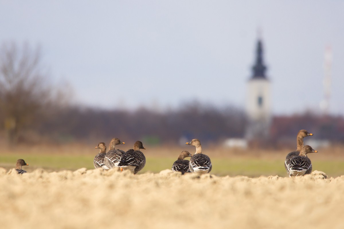 Tundra Bean-Goose - ML420074351