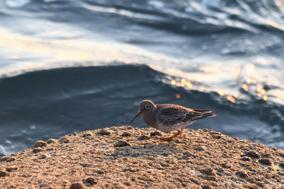 Purple Sandpiper - ML420074511