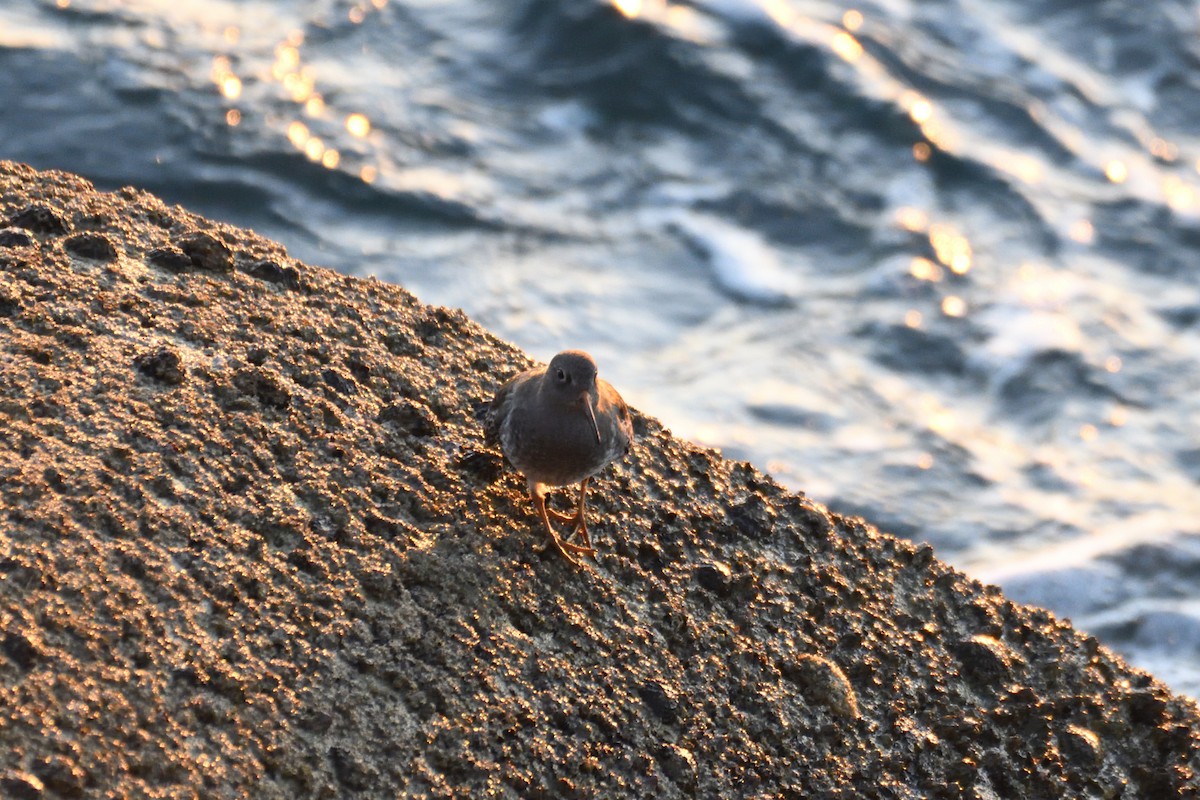 Purple Sandpiper - ML420075281