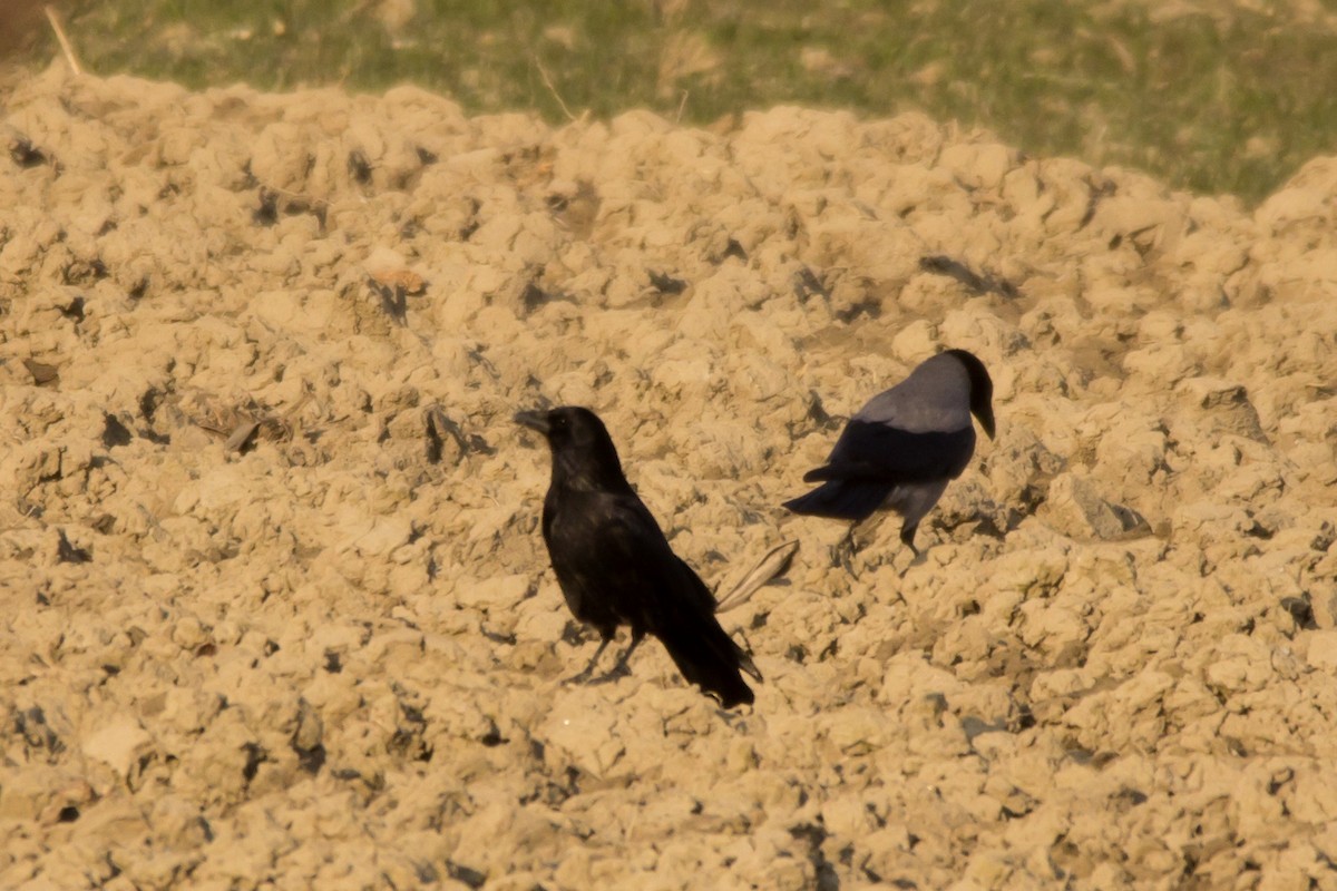 Carrion Crow - ML420075471