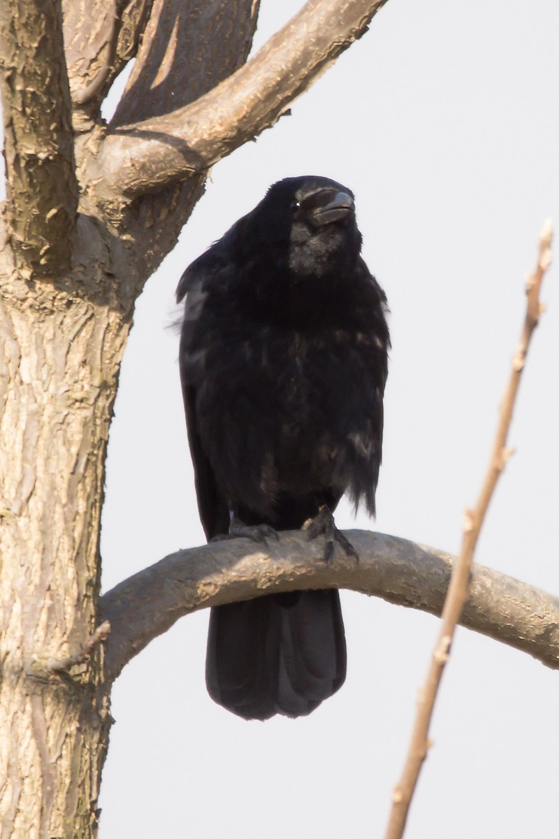 Carrion Crow - ML420075481