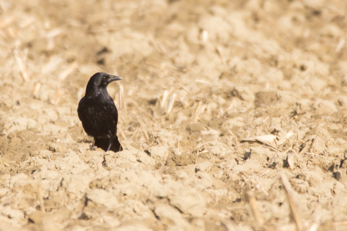 Carrion Crow - ML420075511