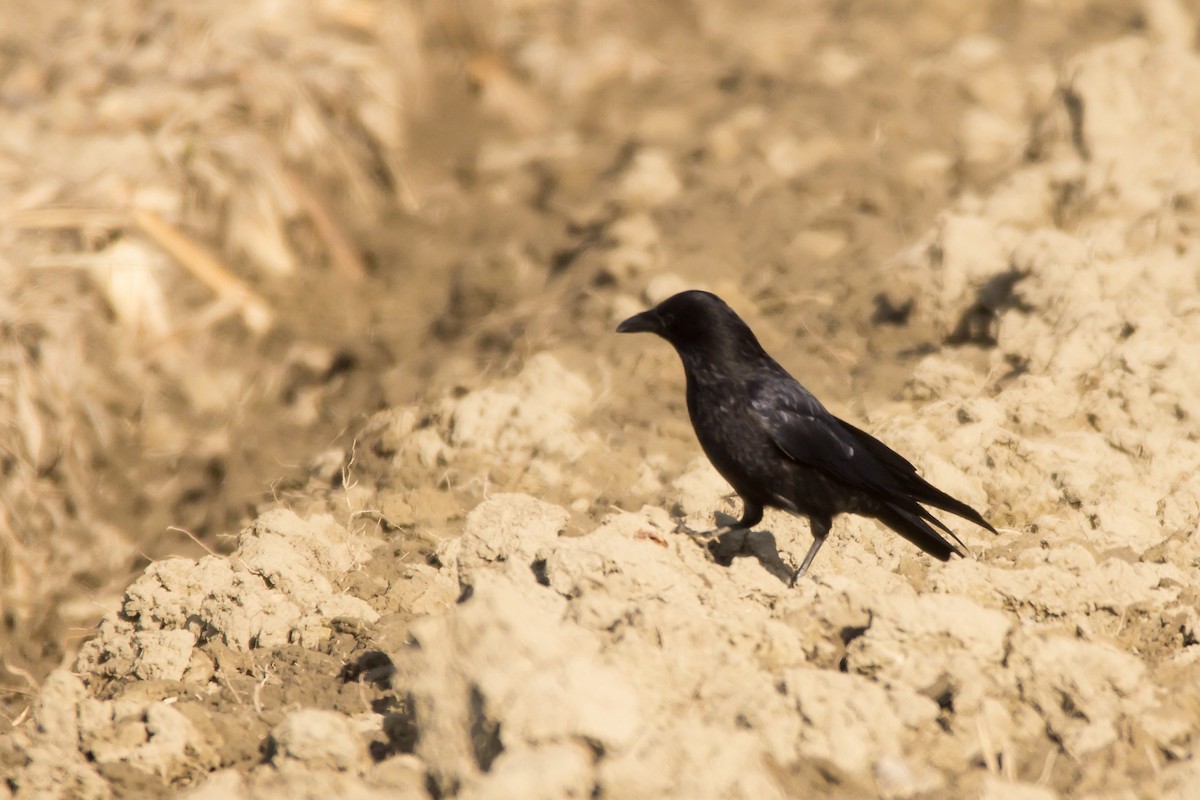Carrion Crow - ML420075521
