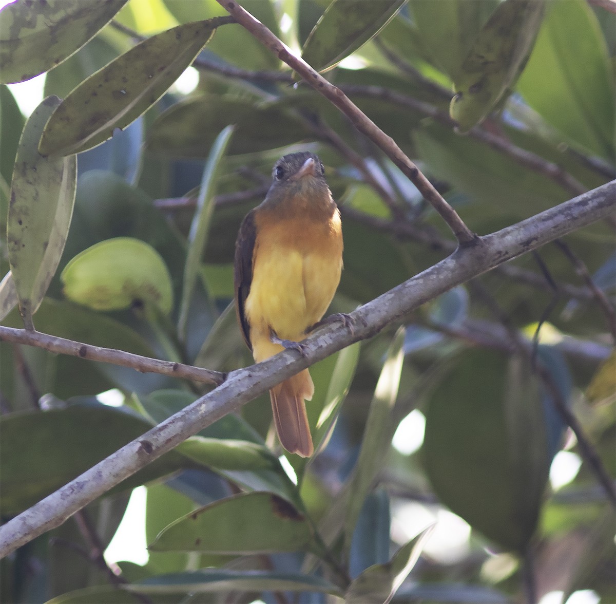 Citron-bellied Attila - Gary Rosenberg