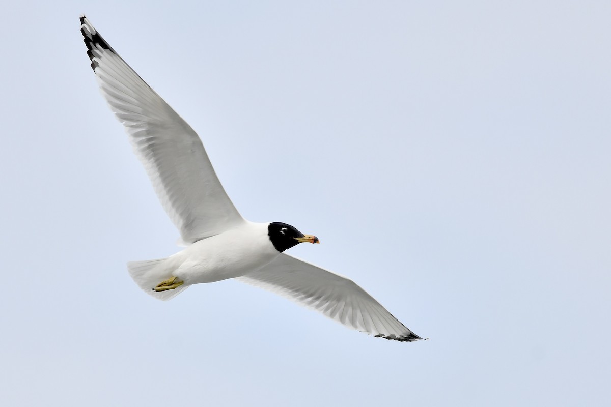 Pallas's Gull - ML420078241