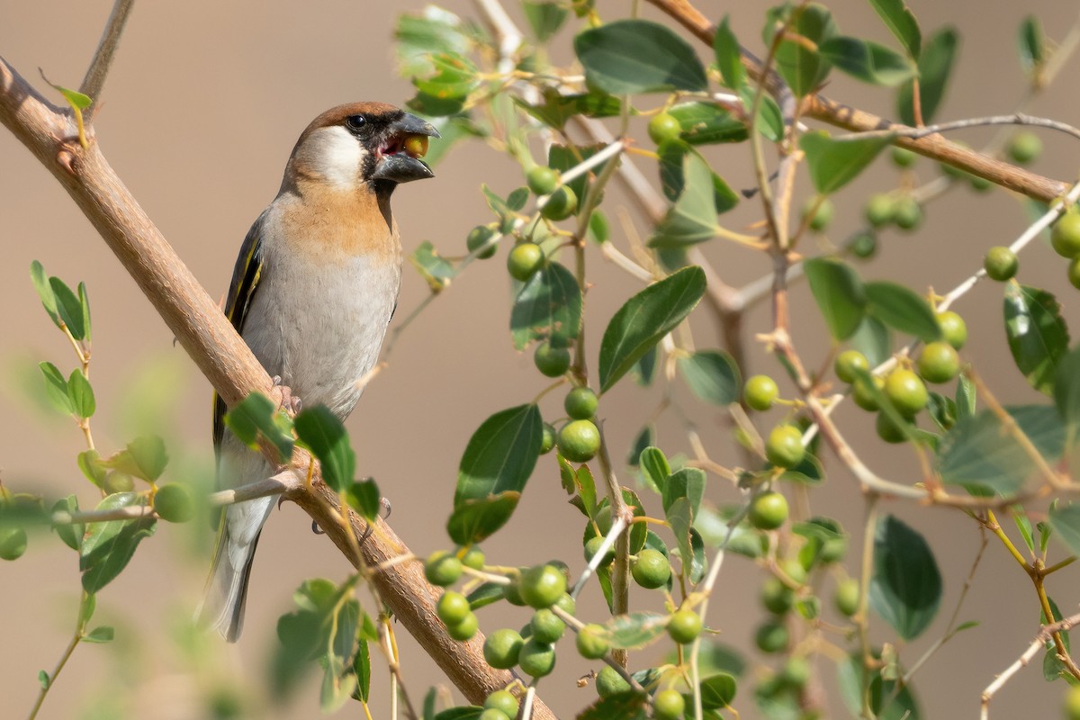 Arabian Grosbeak - ML420078811