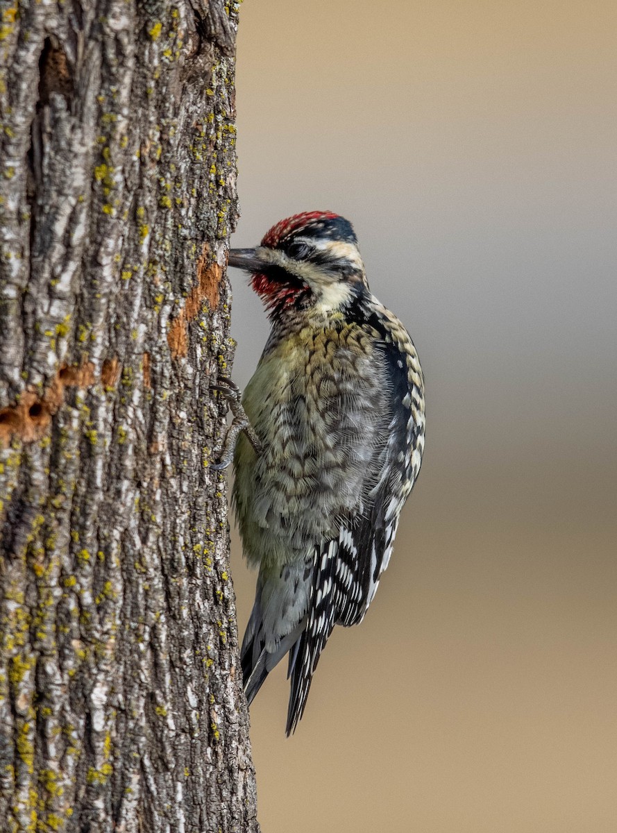 Yellow-bellied Sapsucker - ML420079771