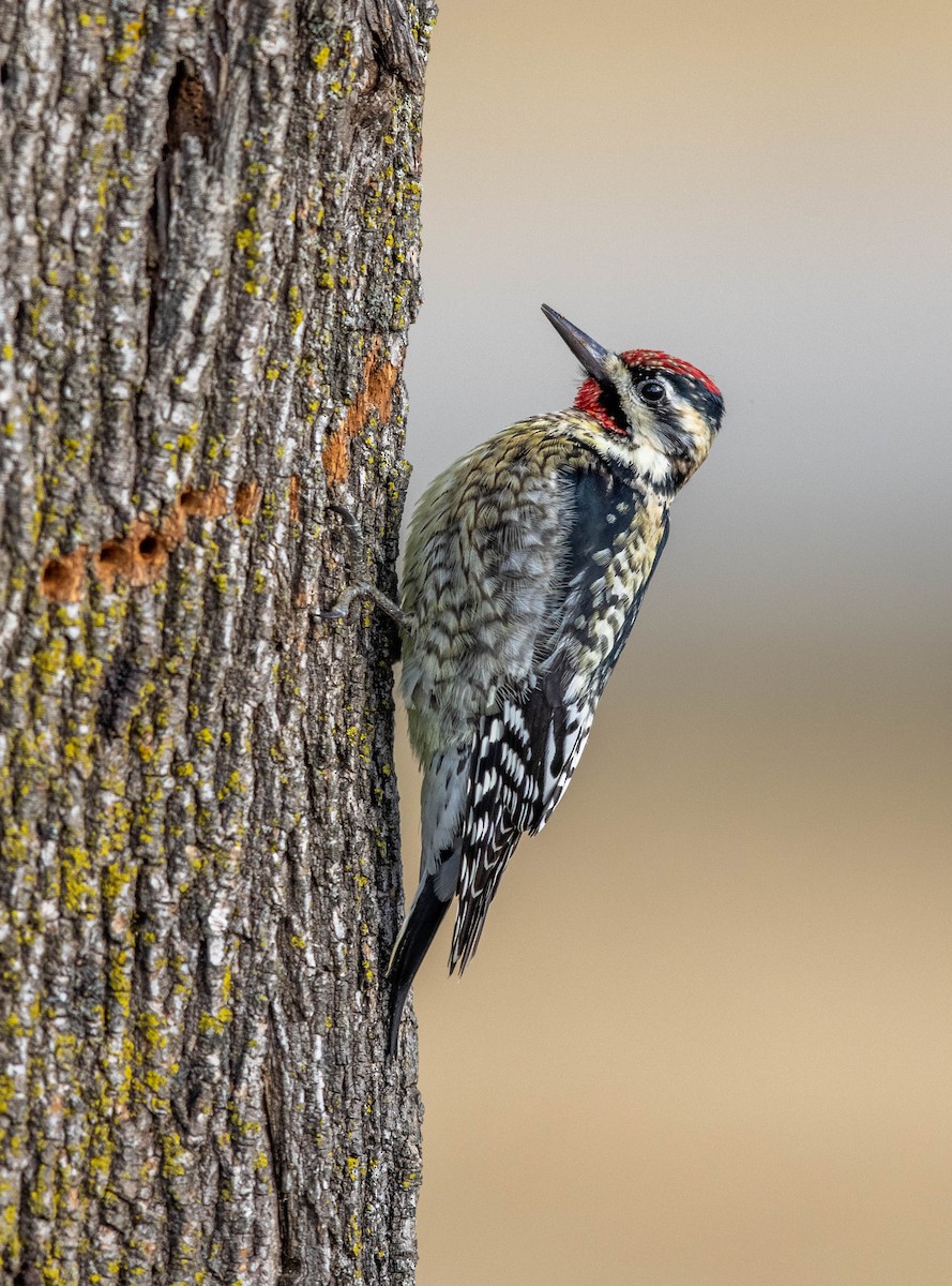 Yellow-bellied Sapsucker - ML420079781