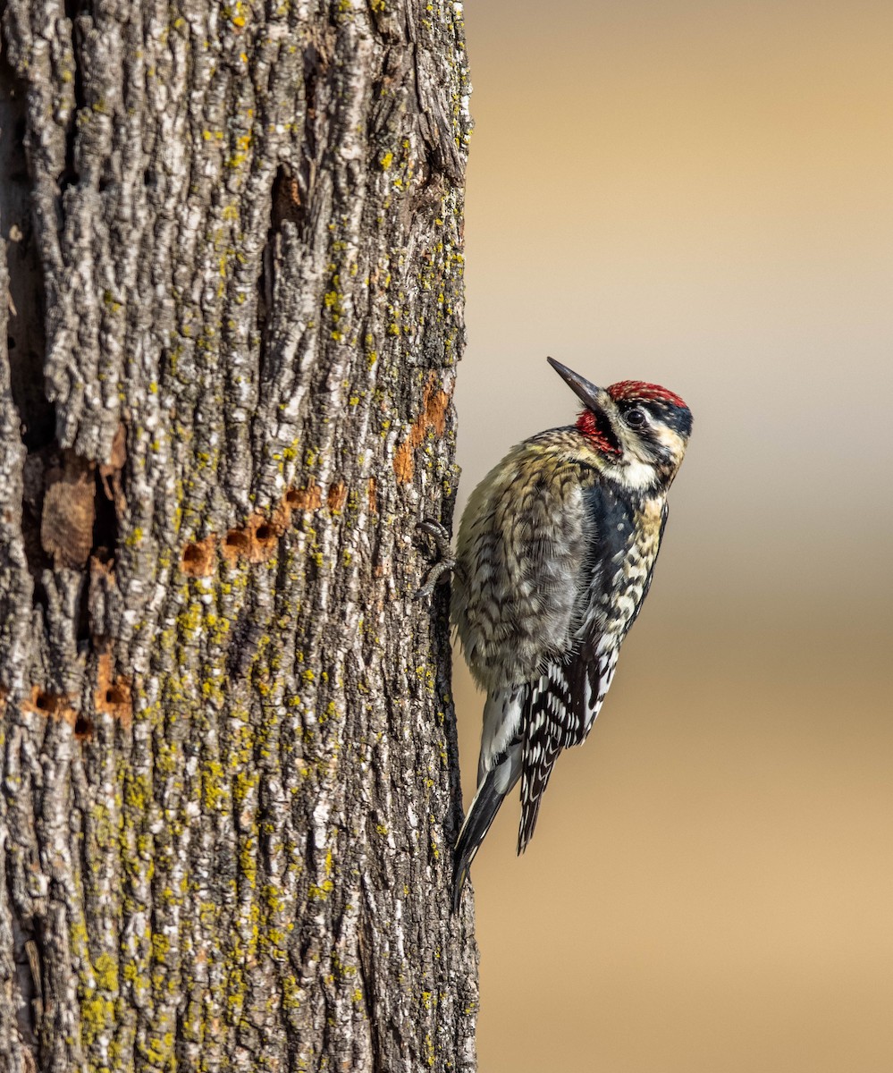 Yellow-bellied Sapsucker - ML420079801