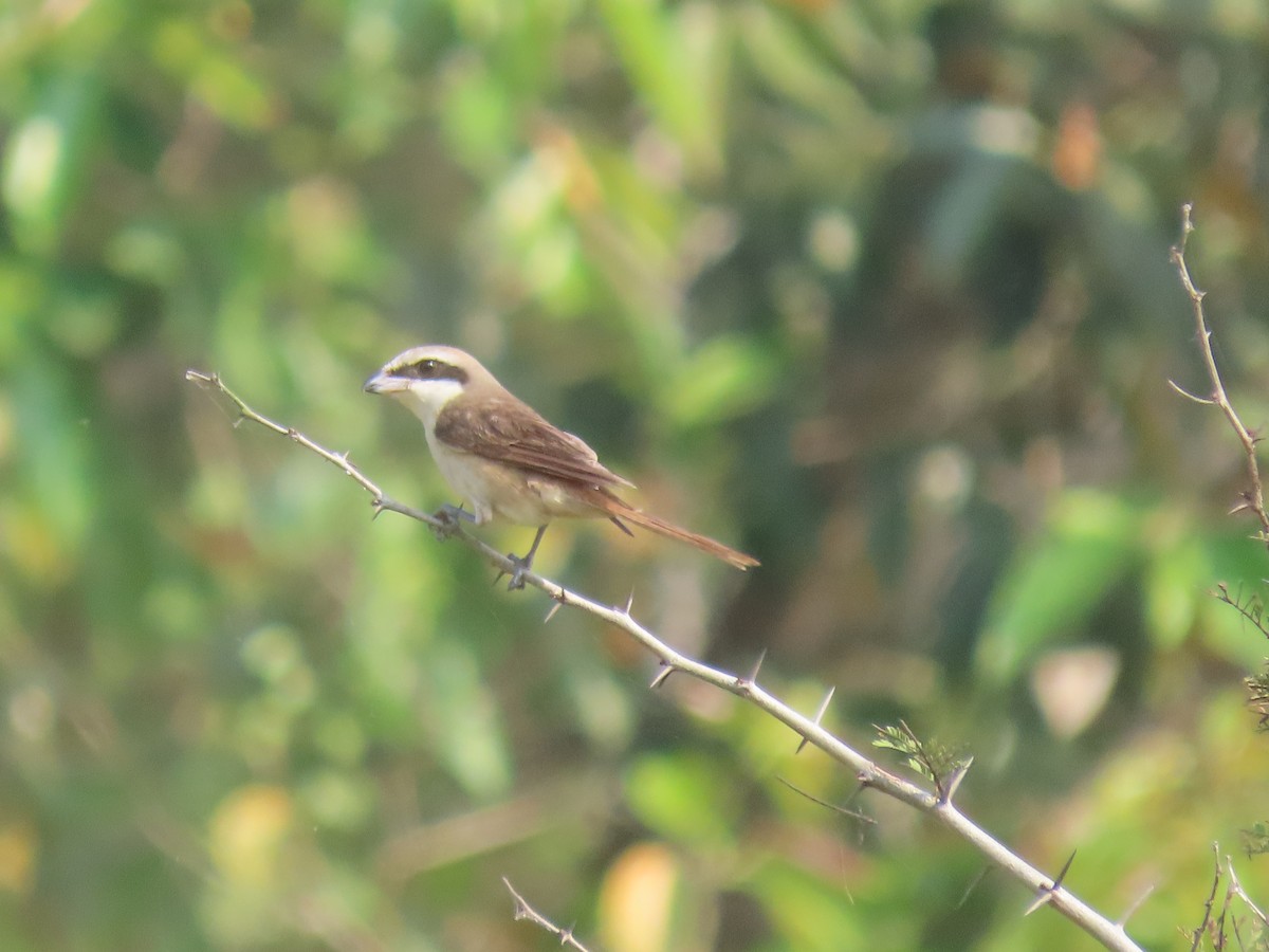 Brown Shrike - ML420080011