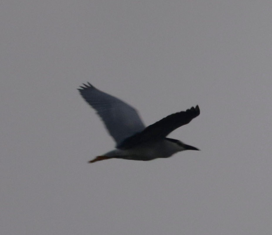 Black-crowned Night Heron - ML420080421