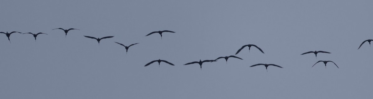 ibis hnědý - ML420081411