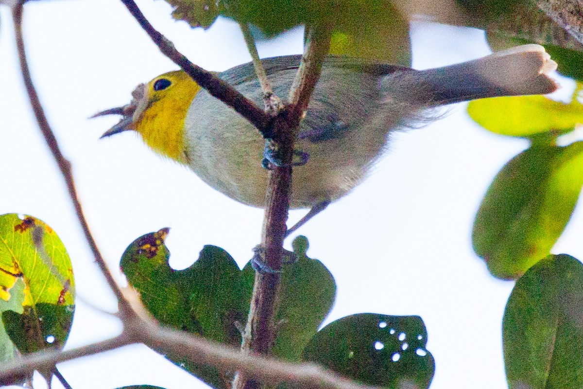 Yellow-headed Warbler - ML420081761