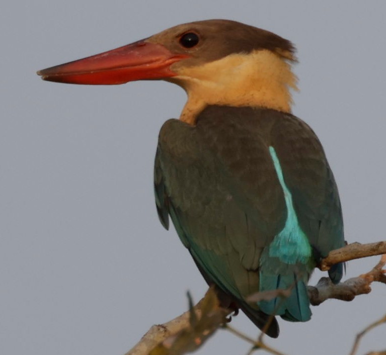 Stork-billed Kingfisher - ML420082751