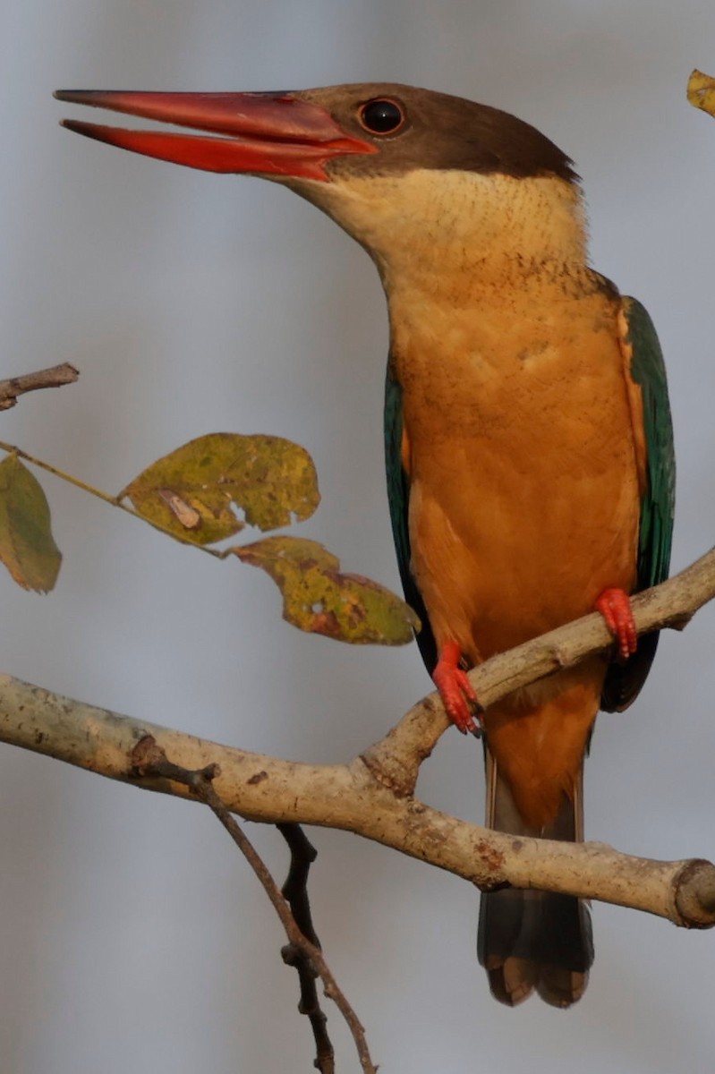 Stork-billed Kingfisher - ML420082871