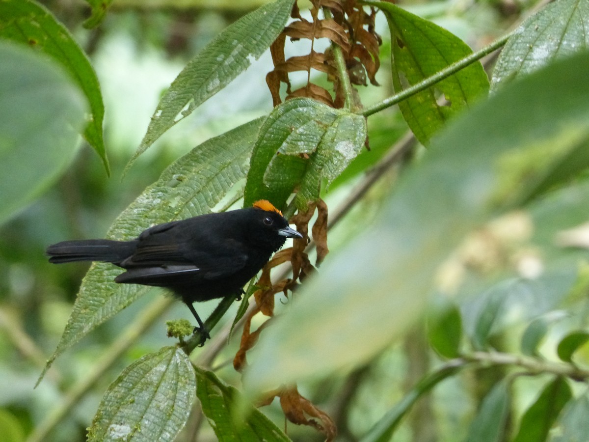 Tawny-crested Tanager - ML420083331