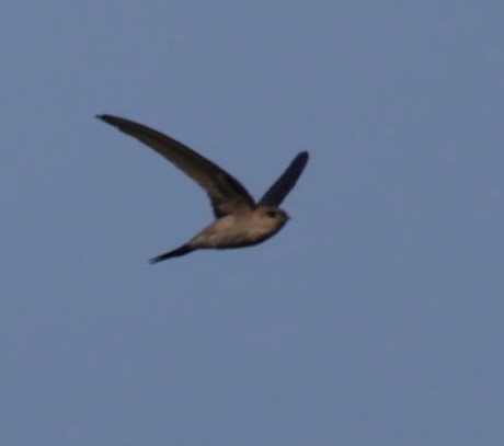 Asian Palm Swift - ML420085781