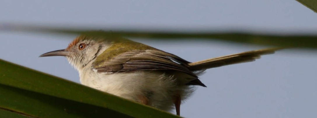 Rotstirn-Schneidervogel - ML420087051