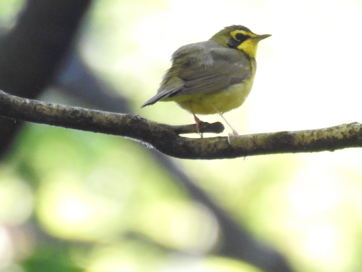 Kentucky Warbler - ML420087211