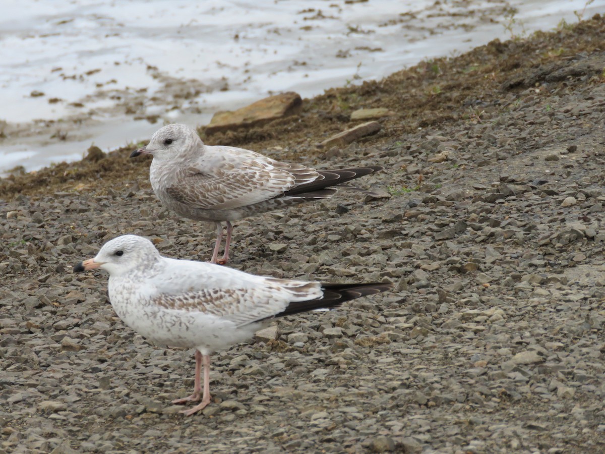 Short-billed Gull - Russ Namitz