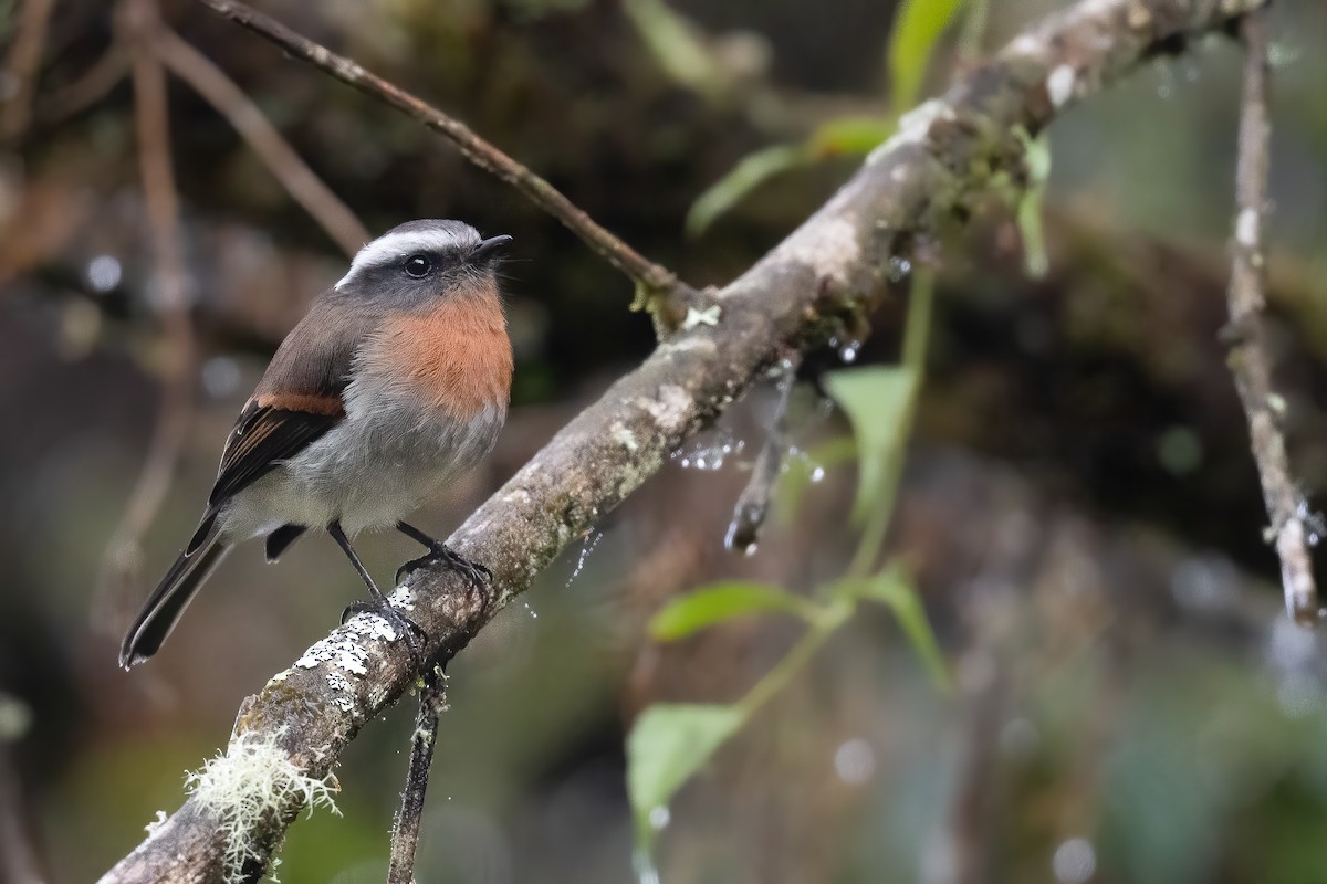 Rufous-breasted Chat-Tyrant - ML420089411