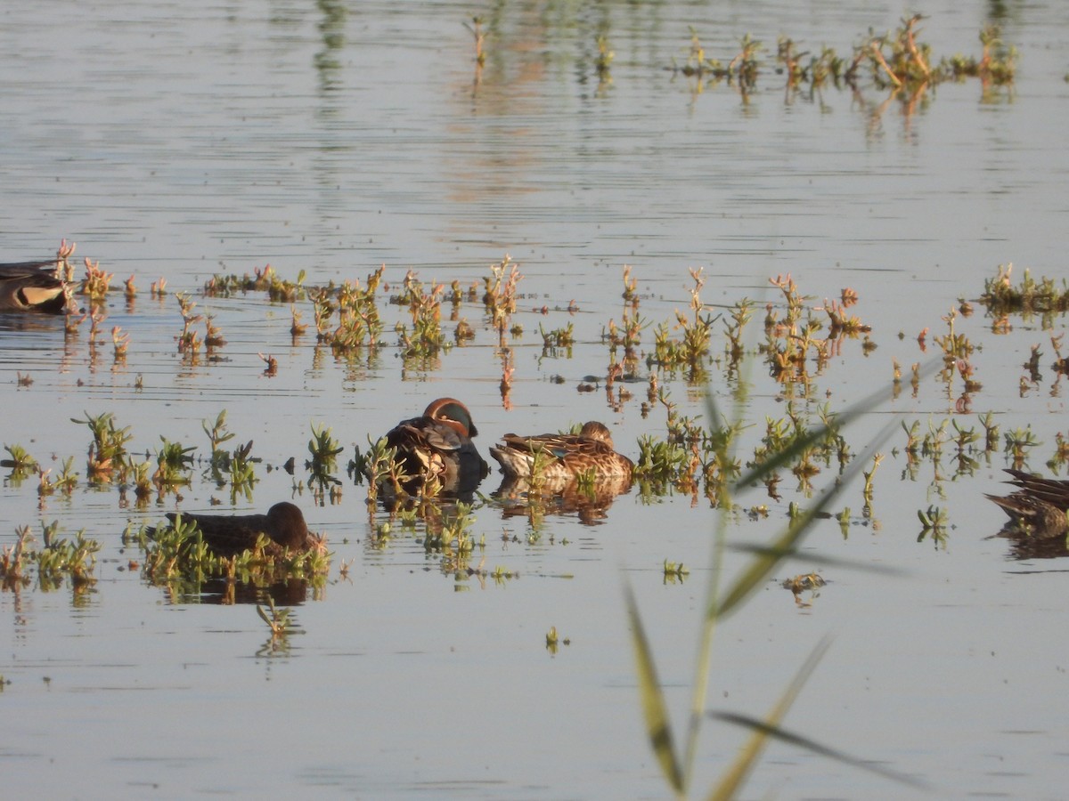 Green-winged Teal - ML420090861