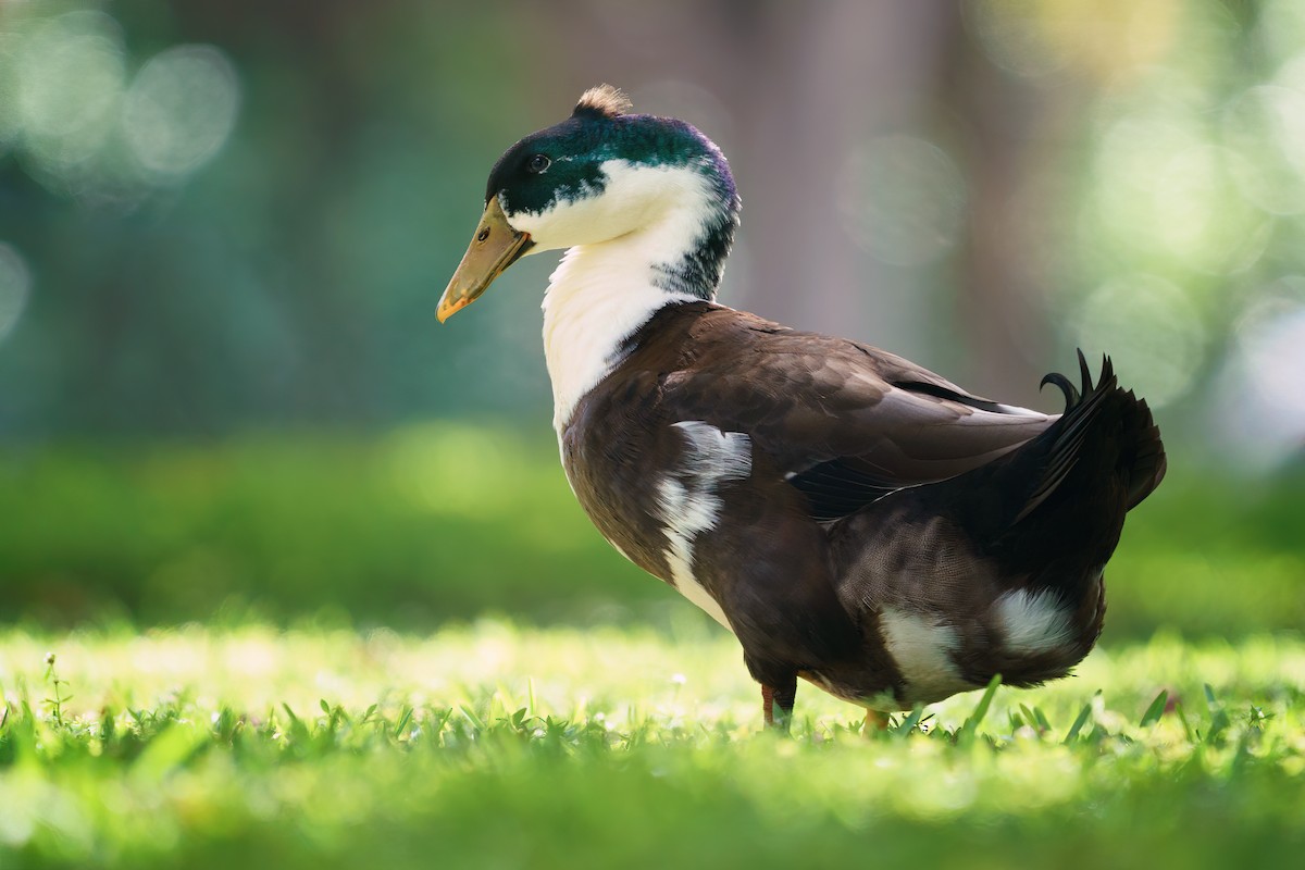 Mallard (Domestic type) - ML420092771