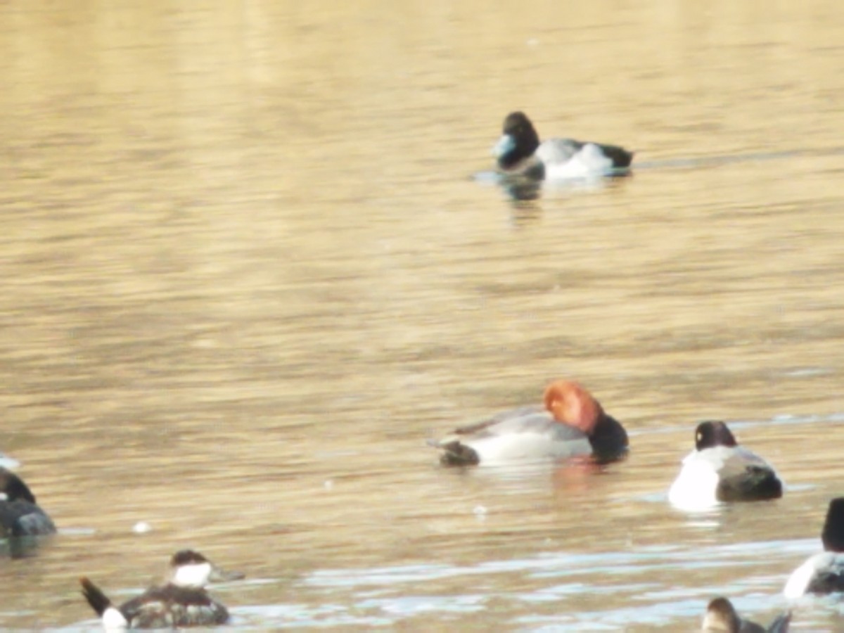 Redhead - ML420093531