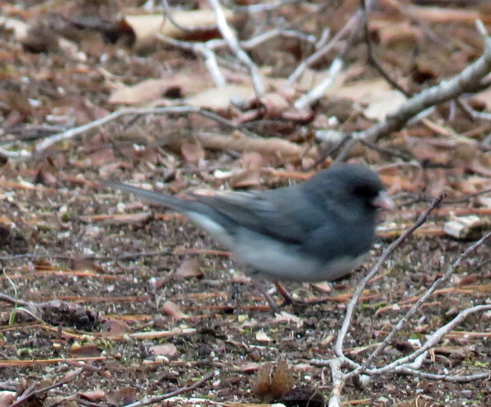 Dark-eyed Junco (Slate-colored) - ML420093971