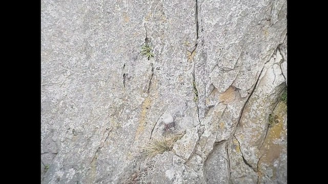 Wallcreeper - ML420094371