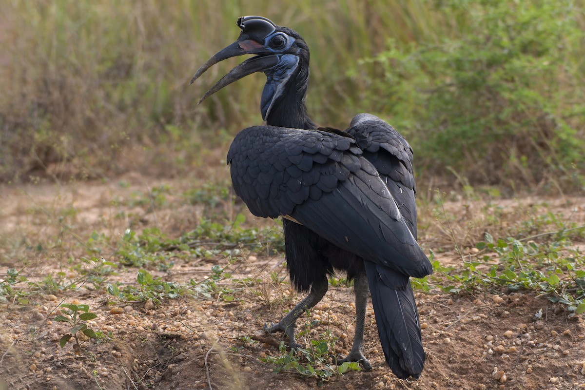 Abyssinian Ground-Hornbill - Jeff Maw