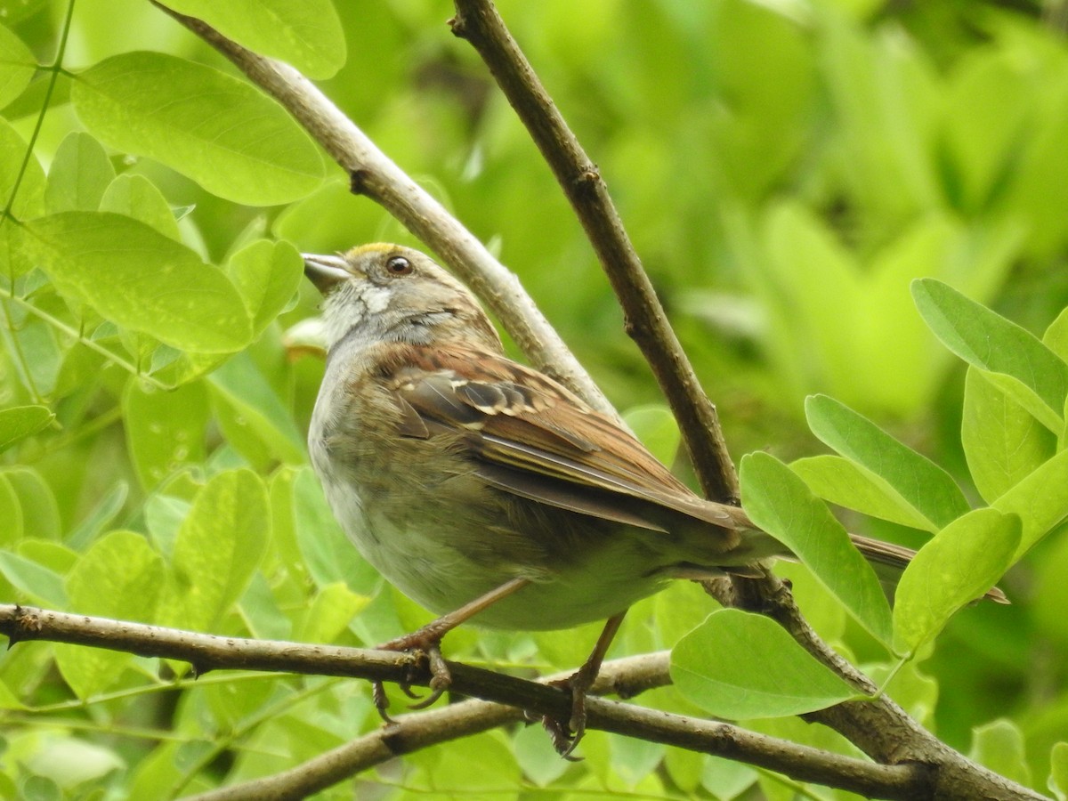 White-throated Sparrow - ML420098721