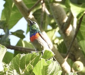 Eastern Miombo Sunbird - ML420100521