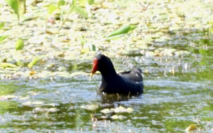 Eurasian Moorhen - ML420100841