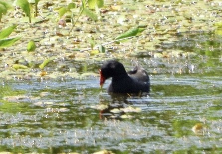 Gallinule poule-d'eau - ML420100851