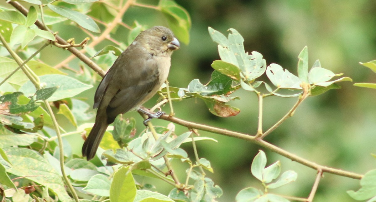 Gray Seedeater - ML420102101