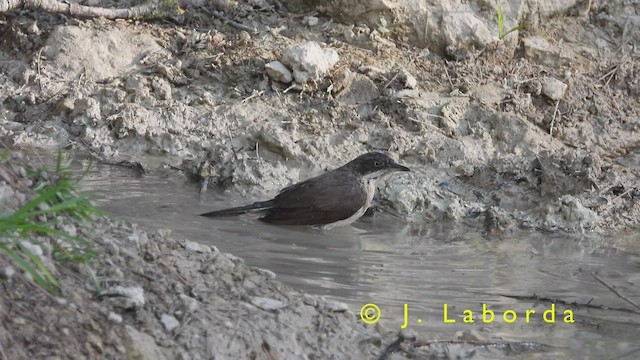 Curruca Mirlona Occidental - ML420102721