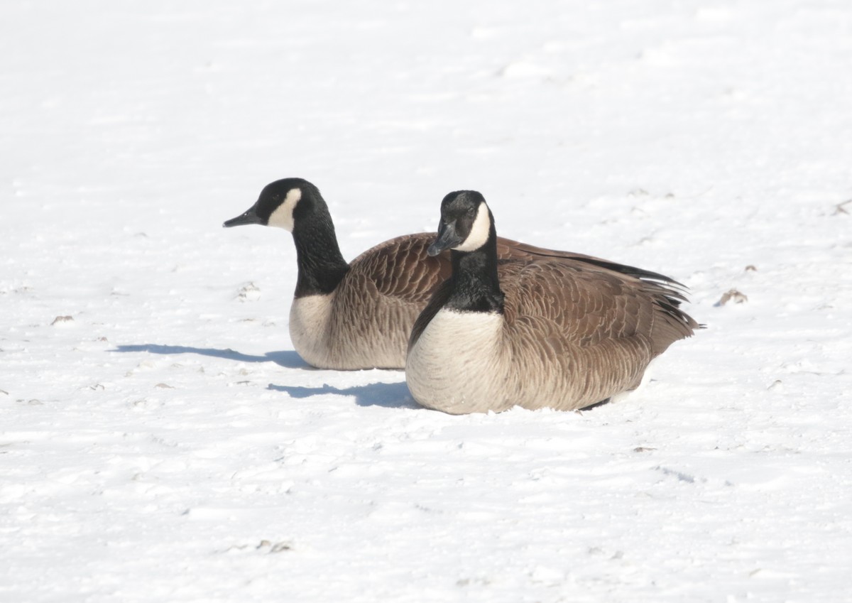 Canada Goose - ML420102791