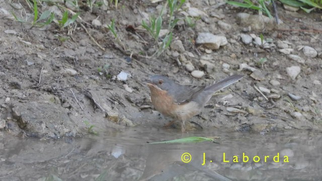 Western Subalpine Warbler - ML420103051