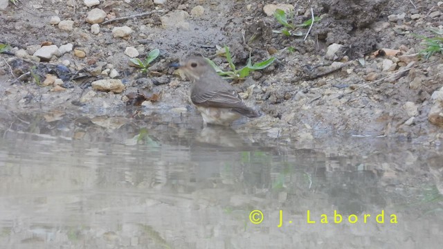 Spotted Flycatcher - ML420103331