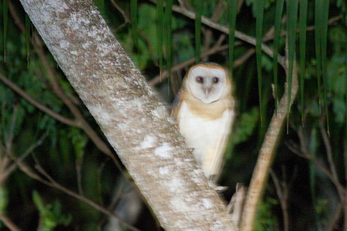 American Barn Owl (White-winged) - ML420103591